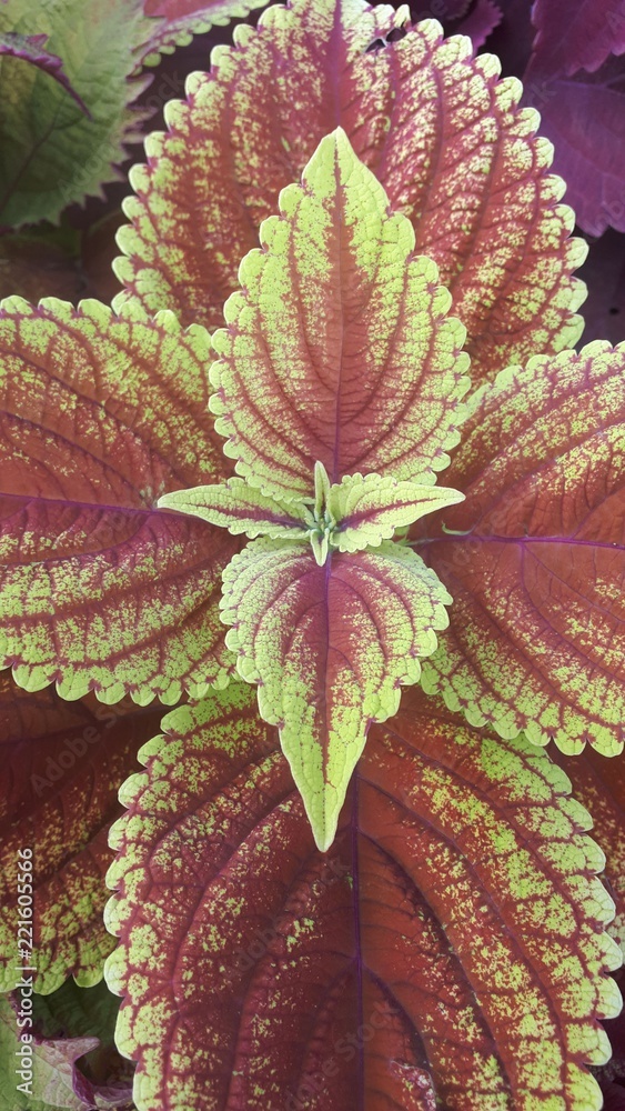Plant Plant