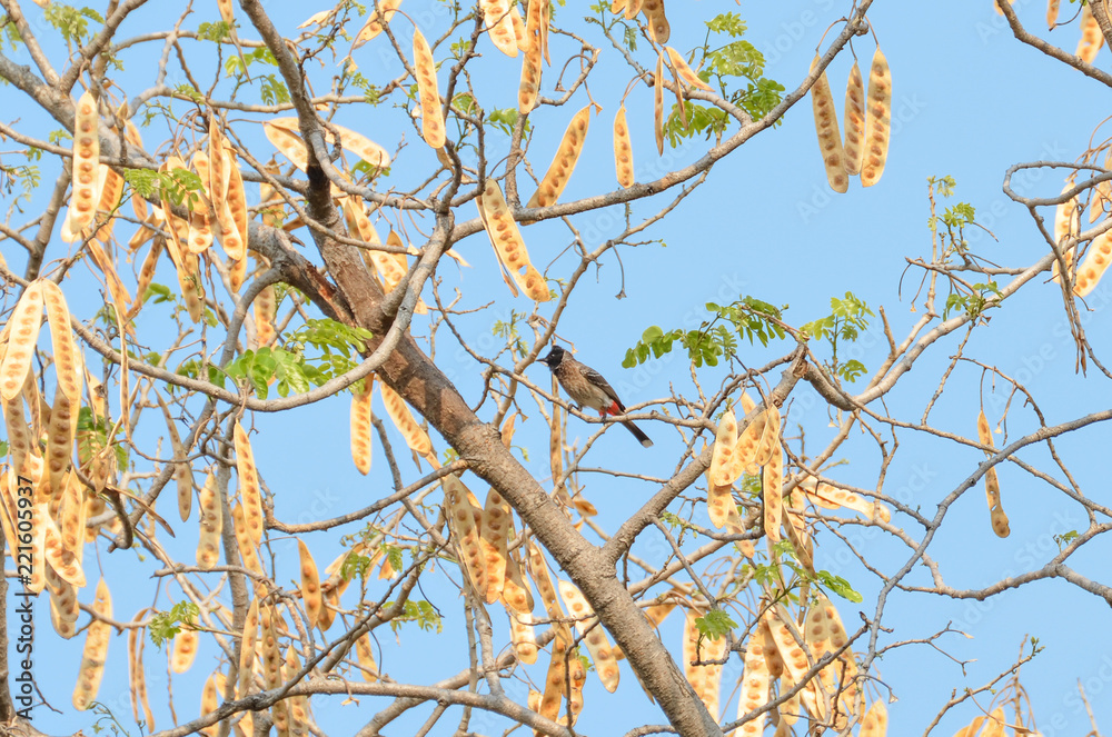 Bulbul sitting on branch with blue sky in background Bulbul sitting on branch with blue sky in background