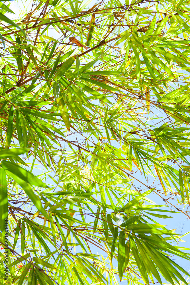 Bamboo tree, leaves on sunny blue sky background. Copy space. Bamboo tree, leaves on sunny blue sky background. Copy space.