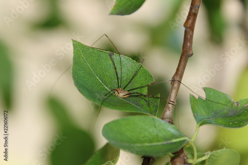 Spider on a leaf