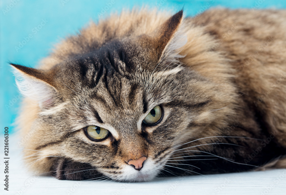 Siberian long haired cat close up. Blue background. Close up. Siberian long haired cat close up. Blue background. Close up.