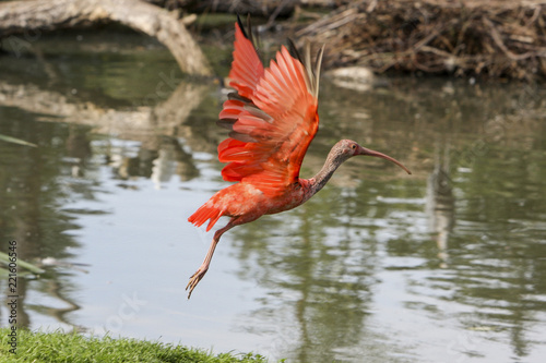 Bilde på lerret Scarlet ibis taking off