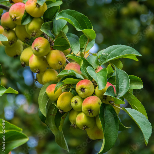 Close-up of the fresh apples on a tree. A branch of an apple tree with apples and leaves in the garden.