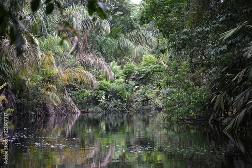 river in the forest