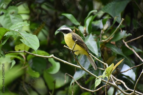 bird on a branch