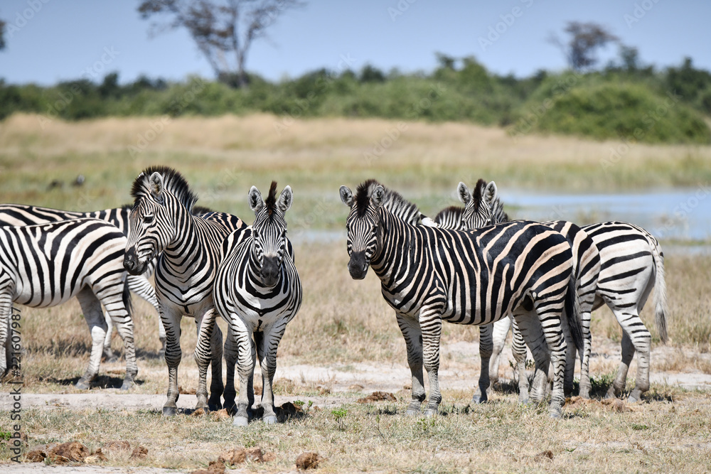 Zebras in Botswana Zebras in Botswana