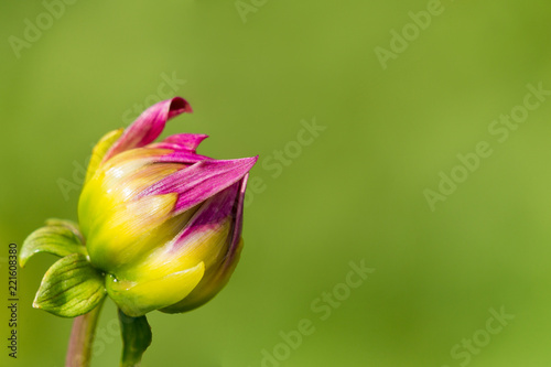 Fototapeta Naklejka Na Ścianę i Meble -  Blühende Dahlienblüte (Asteracea) vor grünem natürlichen Hintergrund.