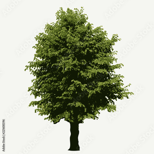 linden tree