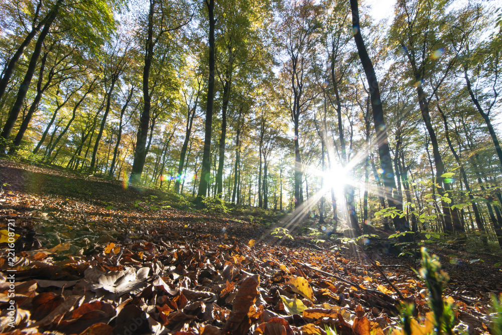 Obraz premium Der Stern im Walde