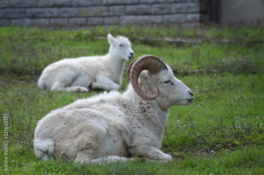 Obraz premium Dall sheep in the grass