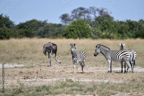 Zebras in Botswana