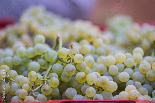 Pedro Ximenez grapes 2018 photo