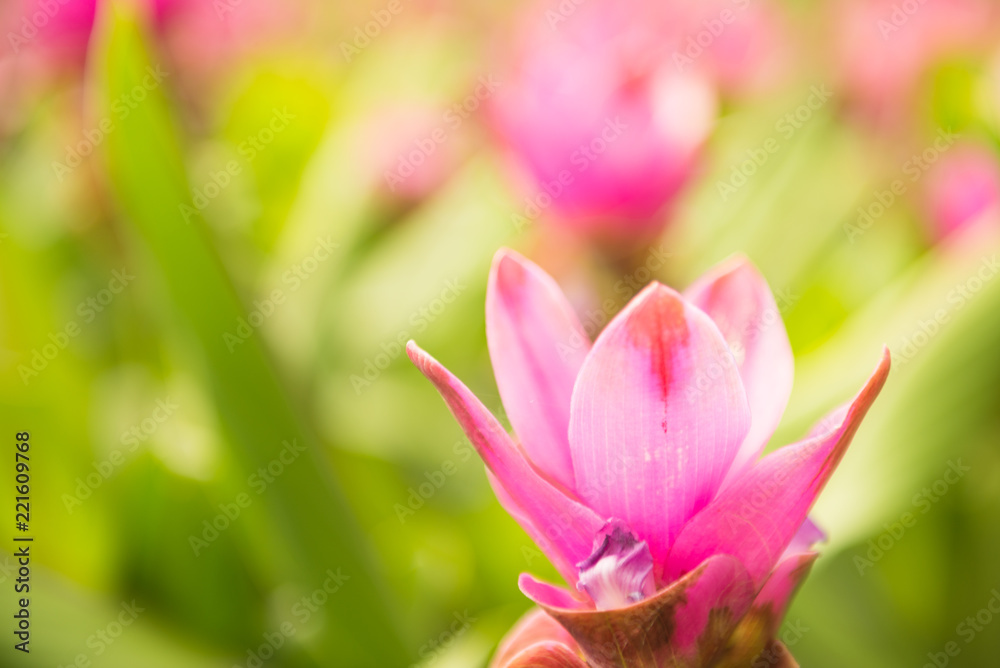 Spring background with  pink flowers