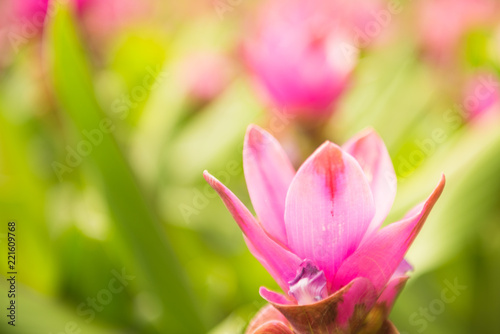 Spring background with pink flowers