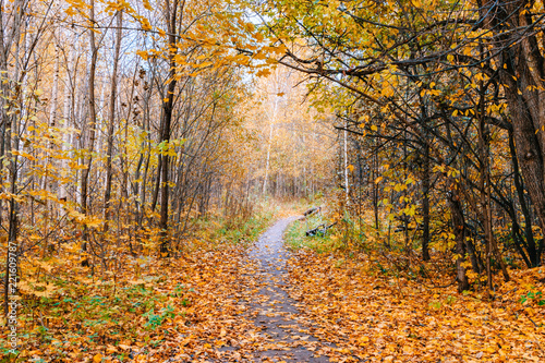 Path in a forest with colorful autumn leaves