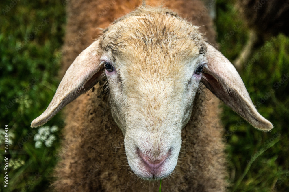 Naklejka premium Sheep