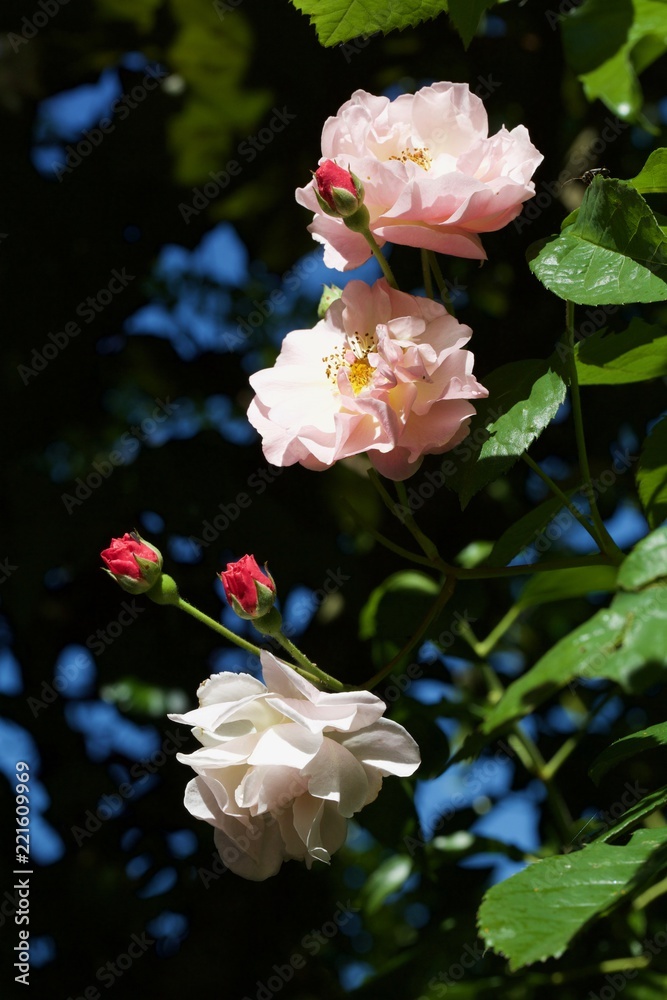 Obraz premium roses in bloom