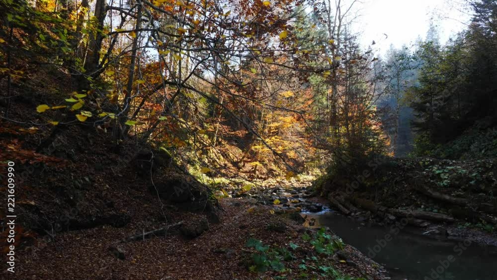The mountain river in autumn forest at amazing sunny day The mountain river in autumn forest at amazing sunny day