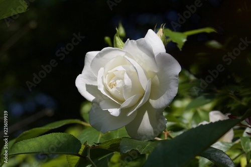 Fototapeta Naklejka Na Ścianę i Meble -  white rose in the garden