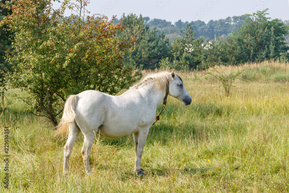 Domestic white horse standing in the grass against bushes