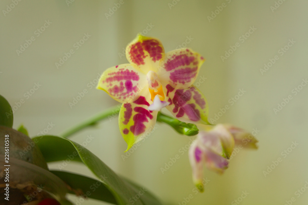 Beautiful rare orchid in pot on blurred background Beautiful rare orchid in pot on blurred background