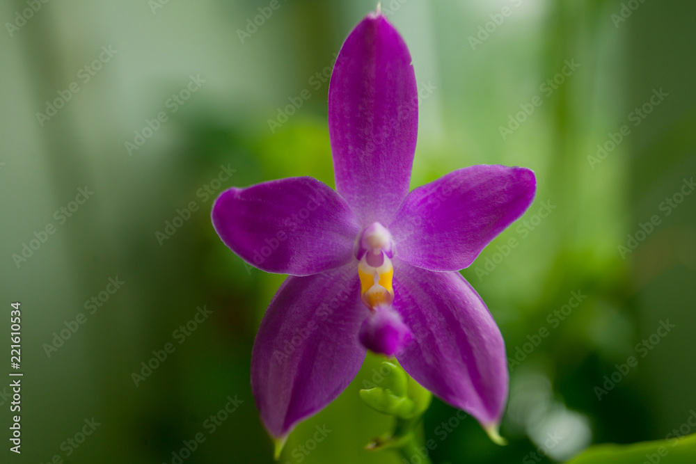 Beautiful rare orchid in pot on blurred background Beautiful rare orchid in pot on blurred background