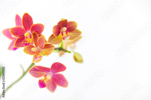 Beautiful rare orchid in pot on White  background photo