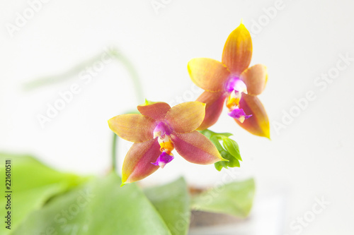 Beautiful rare orchid in pot on blurred background photo