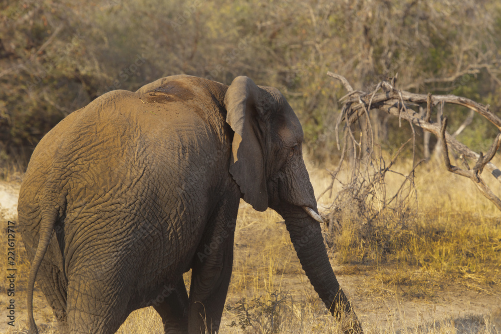 Fototapeta premium elefante in cerca del cibo
