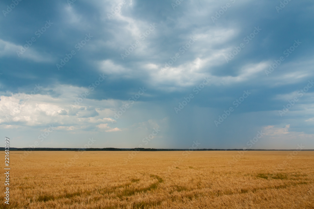 Blue clouds and rain over the yellow field.