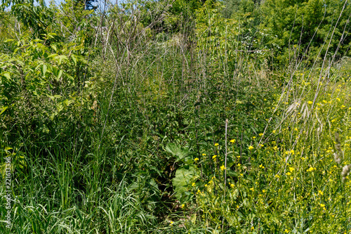 Acrocephalus dumetorum. The nest of the Blyth's Reed Warbler in nature. photo