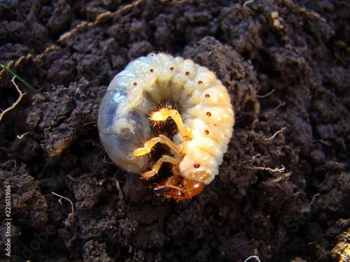 Foto Maikäferlarve (Melolontha melolontha)