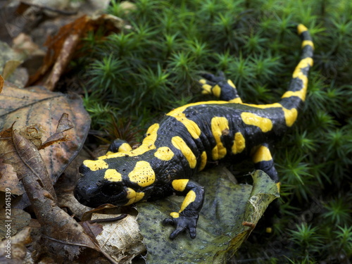 Feuersalamander, Salamandra salamandra im Waldmoos