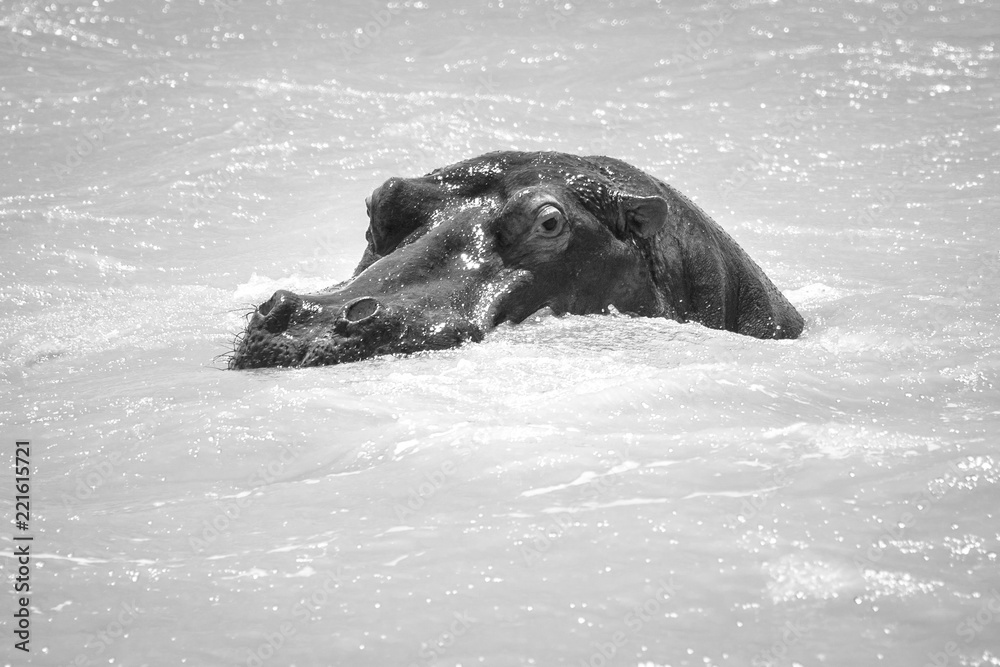 Obraz premium Hippo Flusspferd Nilpferd