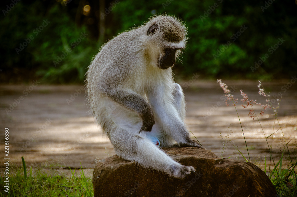 Obraz premium grüne Meerkatze