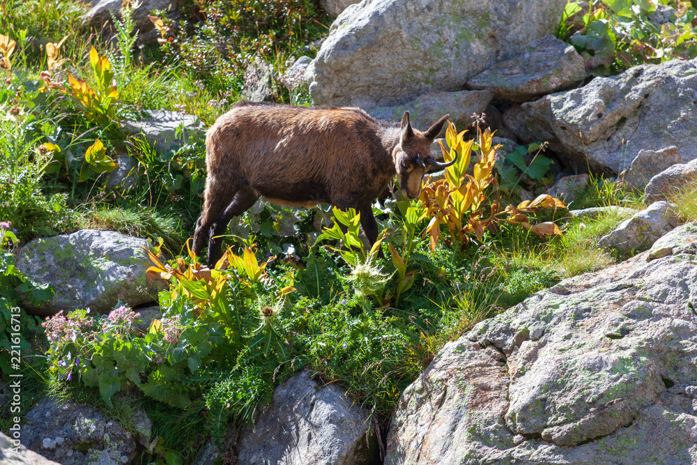 Un chamois se nourrisant dans le Mercantour