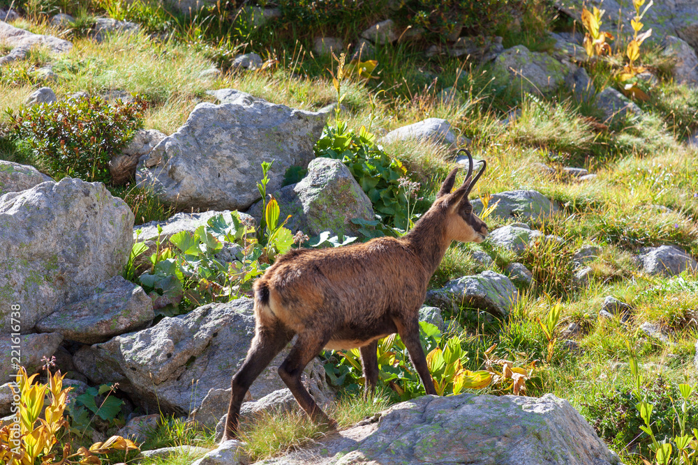 Un chamois dnas le Mercantour