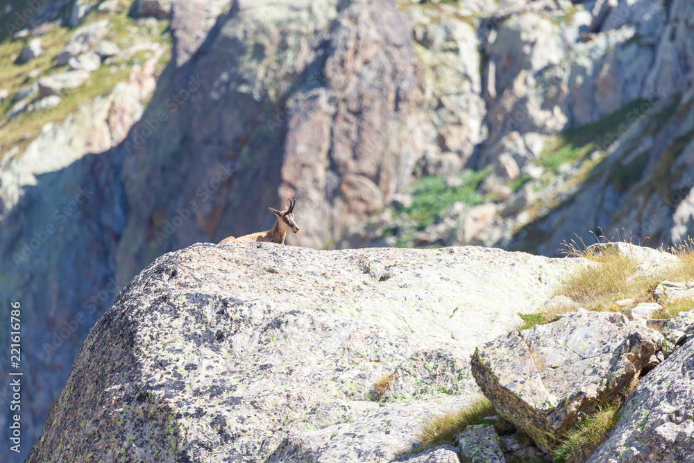 Un chamois au repos dan sle Mercantour