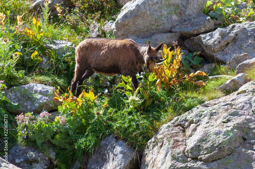 Obraz na płótnie Un chamois se nourrisant dans le Mercantour w salonie