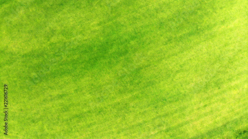 Aerial. Top view of a grass texture background.