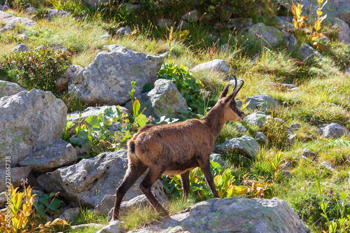 Un chamois dnas le Mercantour photo