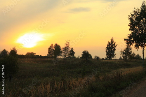Sunset in the summer field