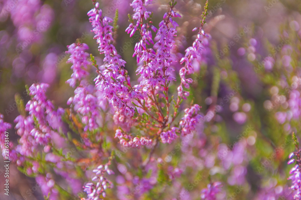 Obraz premium Blossoming pink heather. Heather close-up.