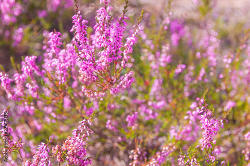 Blossoming pink heather. Heather close-up.