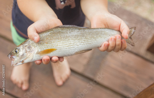 Fototapeta Naklejka Na Ścianę i Meble -  fish in the hands of the child. Fish are grayling in the hands. A boy with a fish.