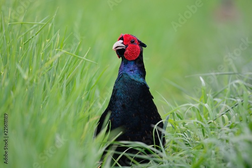 Fotografie Close up portrait of a melanistic mutant pheasant in the long grass