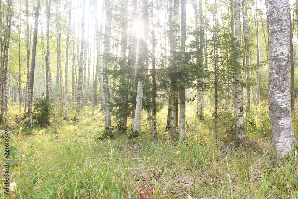 Obraz premium Пейзаж