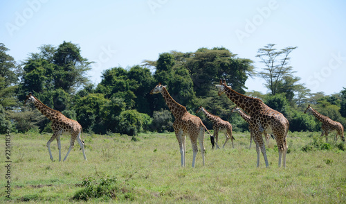 Herd of giraffe on Kilimanjaro mount background in National park of Kenya  Africa