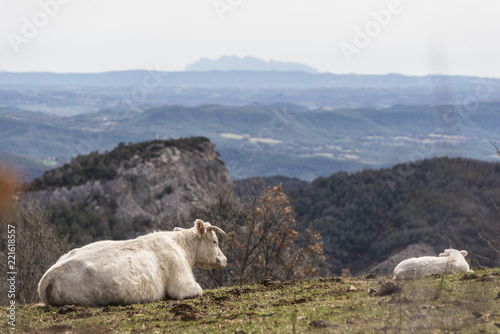 cows resting on top of the mountain