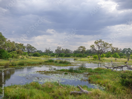 Safari theme, marshy landscape in river, Botswana